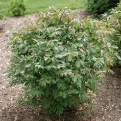 Fire Ball Seedless™ Burning Bush -GREAT GARDEN PLANTS EuonymusFireBallSeedlessP1238203 800x800 e186a58