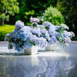 Fairytrail Fresco™ Cascade Hydrangea -GREAT GARDEN PLANTS FairytrailFresco CascadeHydrangea
