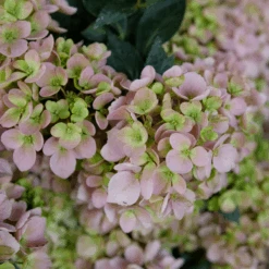 Fairytrail Fresco™ Cascade Hydrangea -GREAT GARDEN PLANTS FairytrailFresco CascadeHydrangea 2