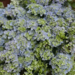 Fairytrail Fresco™ Cascade Hydrangea -GREAT GARDEN PLANTS FairytrailFresco CascadeHydrangea 3