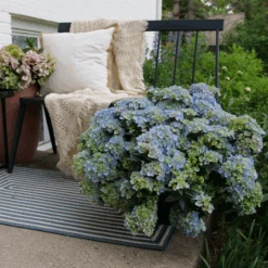 Fairytrail Fresco™ Cascade Hydrangea -GREAT GARDEN PLANTS FairytrailFresco CascadeHydrangea 5