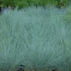 'Cool As Ice' Blue Fescue