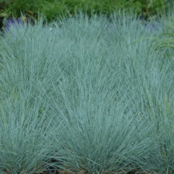 'Cool As Ice' Blue Fescue