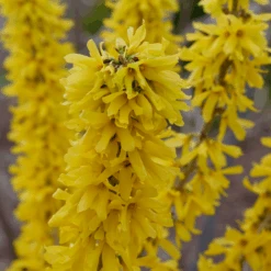 Show Off® Sugar Baby® Forsythia -GREAT GARDEN PLANTS ForsythiaShowOffSugarBabyP1037783 800x800 2a1cecd