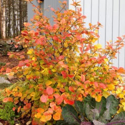 Legend Of The Fall® Bottlebrush -GREAT GARDEN PLANTS Fothergilla Legend of the Fall 3 P