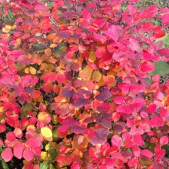 Legend Of The Fall® Bottlebrush -GREAT GARDEN PLANTS Fothergilla Legend of the Fall 5 P