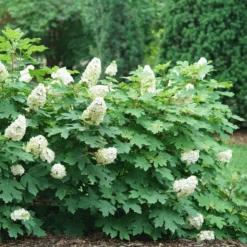 Gatsby Glow Ball™ Oakleaf Hydrangea -GREAT GARDEN PLANTS GatsbyGlowBall OakleafHydrangea 1