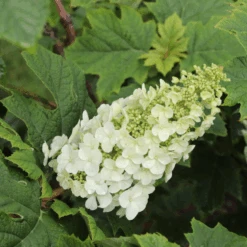Gatsby Glow Ball™ Oakleaf Hydrangea -GREAT GARDEN PLANTS GatsbyGlowBall OakleafHydrangea 2
