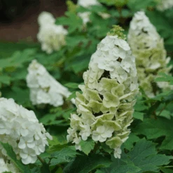 Gatsby Glow Ball™ Oakleaf Hydrangea -GREAT GARDEN PLANTS GatsbyGlowBall OakleafHydrangea 4