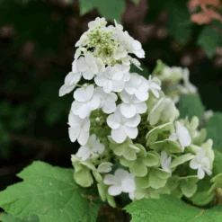 Gatsby Glow Ball™ Oakleaf Hydrangea