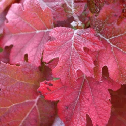 Gatsby Glow Ball™ Oakleaf Hydrangea -GREAT GARDEN PLANTS Gatsby Glow Ball Oakleaf Hydrangea