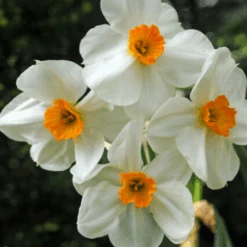 'Geranium' Tazetta Daffodil (Narcissus) -GREAT GARDEN PLANTS Geranium TazettaDaffodil Narcissus