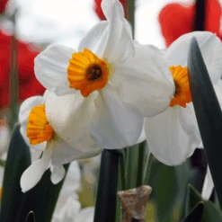 'Geranium' Tazetta Daffodil (Narcissus) -GREAT GARDEN PLANTS Geranium TazettaDaffodil Narcissus 4