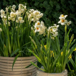 'Geranium' Tazetta Daffodil (Narcissus) -GREAT GARDEN PLANTS Geranium TazettaDaffodil Narcissus 5