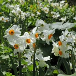 'Geranium' Tazetta Daffodil (Narcissus) -GREAT GARDEN PLANTS Geranium TazettaDaffodil Narcissus 6