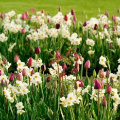 'Geranium' Tazetta Daffodil (Narcissus) -GREAT GARDEN PLANTS Geranium TazettaDaffodil Narcissus 7