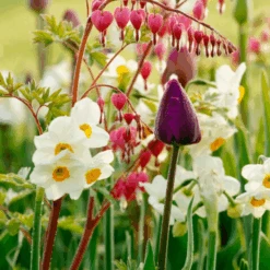 'Geranium' Tazetta Daffodil (Narcissus) -GREAT GARDEN PLANTS Geranium TazettaDaffodil Narcissus 8