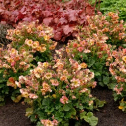 Pretticoats™ Peach Geum -GREAT GARDEN PLANTS Geum Pretticoats Peach 4