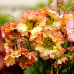 Pretticoats™ Peach Geum -GREAT GARDEN PLANTS Geum Pretticoats Peach 6