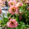Pretticoats™ Peach Geum