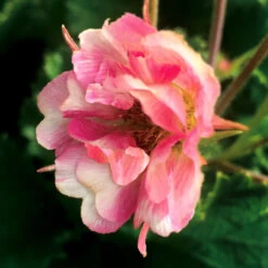Tempo™ Rose Geum -GREAT GARDEN PLANTS Geum Tempo Rose 5