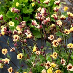 Tempo™ Yellow Geum -GREAT GARDEN PLANTS Geum Tempo Yellow 1 sq