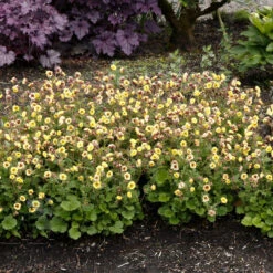 Tempo™ Yellow Geum -GREAT GARDEN PLANTS Geum Tempo Yellow 9 sq