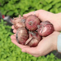 'Priscilla' Gladiolus -GREAT GARDEN PLANTS GladiolusBulbs 2