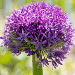 'Globemaster' Giant Allium -GREAT GARDEN PLANTS GlobemasterAllium 2