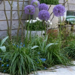 'Globemaster' Giant Allium -GREAT GARDEN PLANTS GlobemasterAllium 3