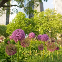 'Globemaster' Giant Allium -GREAT GARDEN PLANTS GlobemasterAllium 4