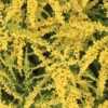 'Fireworks' Goldenrod (Solidago)