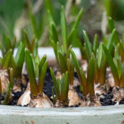 Grape Hyacinth (Muscari) -GREAT GARDEN PLANTS GrapeHyacinth