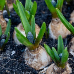 Grape Hyacinth (Muscari) -GREAT GARDEN PLANTS GrapeHyacinth 2