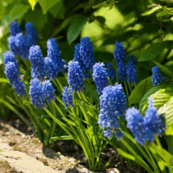 Grape Hyacinth (Muscari)
