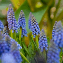 Grape Hyacinth (Muscari) -GREAT GARDEN PLANTS GrapeHyacinth 6