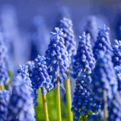 Grape Hyacinth (Muscari) -GREAT GARDEN PLANTS GrapeHyacinth 7