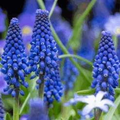 Grape Hyacinth (Muscari) -GREAT GARDEN PLANTS GrapeHyacinth 9