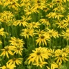 'Green Eyed Lady' Black-Eyed Susan (Rudbeckia)