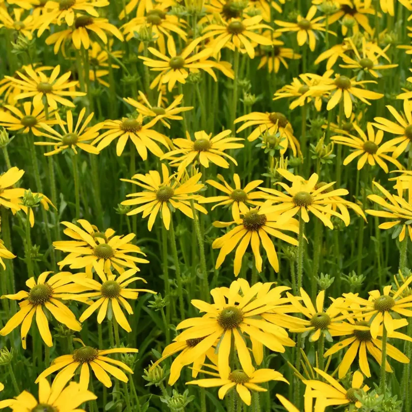 'Green Eyed Lady' Black-Eyed Susan (Rudbeckia) 1 'Green Eyed Lady' Black-Eyed Susan (Rudbeckia)