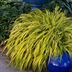 'Aureola' Japanese Forest Grass -GREAT GARDEN PLANTS HAKAU1Q 3 b6728e52 76fa 4e66 bb1e 47eec76c45b9