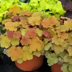 'Caramel' Coral Bells -GREAT GARDEN PLANTS HEUCA1Q 1