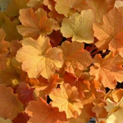 'Caramel' Coral Bells