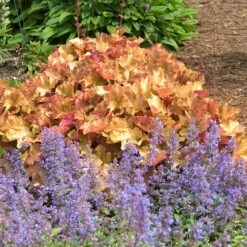 'Caramel' Coral Bells -GREAT GARDEN PLANTS HEUCA1Q 5 3