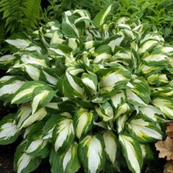 'Vulcan' Hosta -GREAT GARDEN PLANTS HOSVU1Q 1
