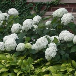 'Annabelle' Smooth Hydrangea -GREAT GARDEN PLANTS HYDAN2Q 3 92ce70b0 bc0b 493b 8557 222132210705 sw