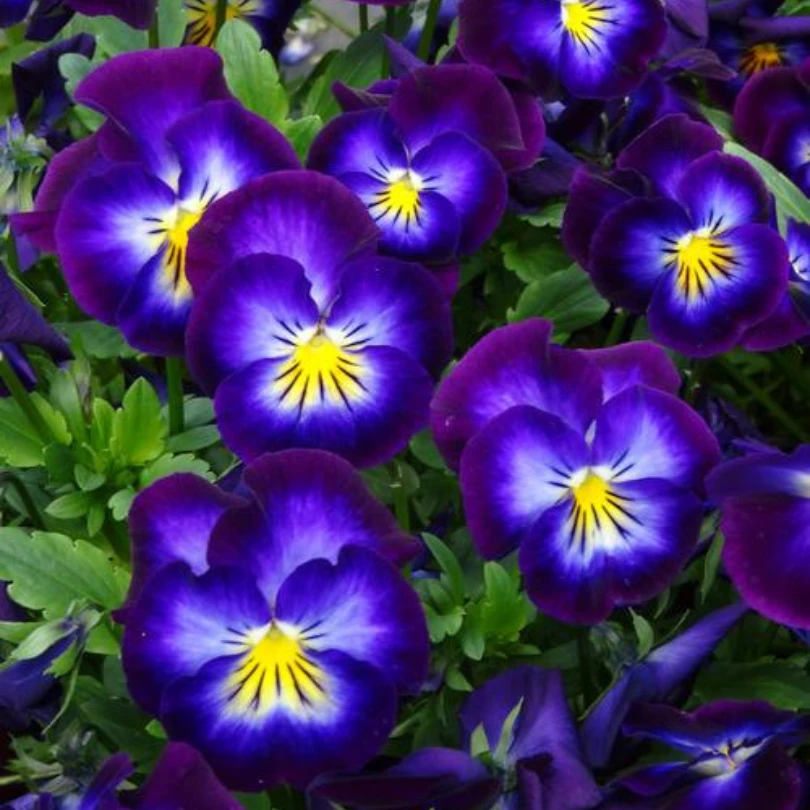 'Halo Violet' Violet (Viola) 1 'Halo Violet' Violet (Viola)