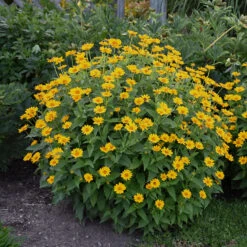 'Tuscan Sun' False Sunflower -GREAT GARDEN PLANTS Heliopsis Tuscan Sun 2 P