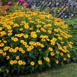 'Tuscan Sun' False Sunflower -GREAT GARDEN PLANTS Heliopsis Tuscan Sun 4 P