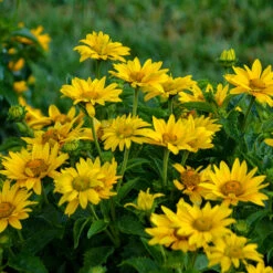 Tuscan Gold™ False Sunflower -GREAT GARDEN PLANTS Heliopsis Tuscan Gold 2 P